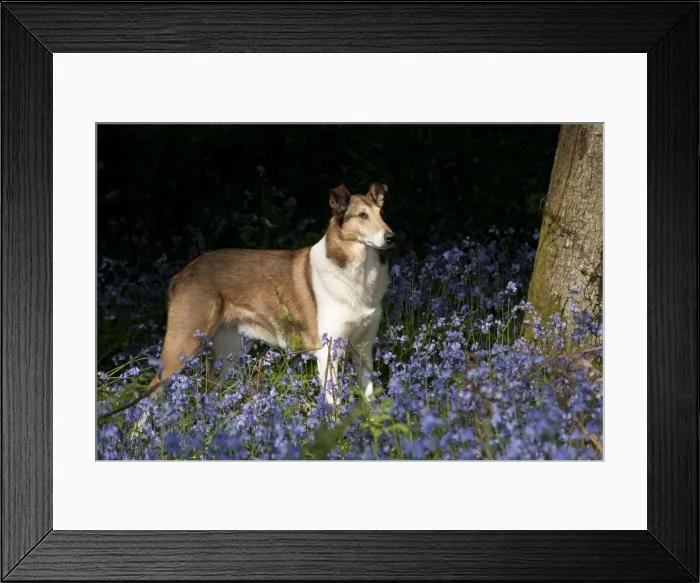 Framed Print : DOG - Smooth collie standing in bluebells Framed Print : DOG - Smooth collie standing in bluebells