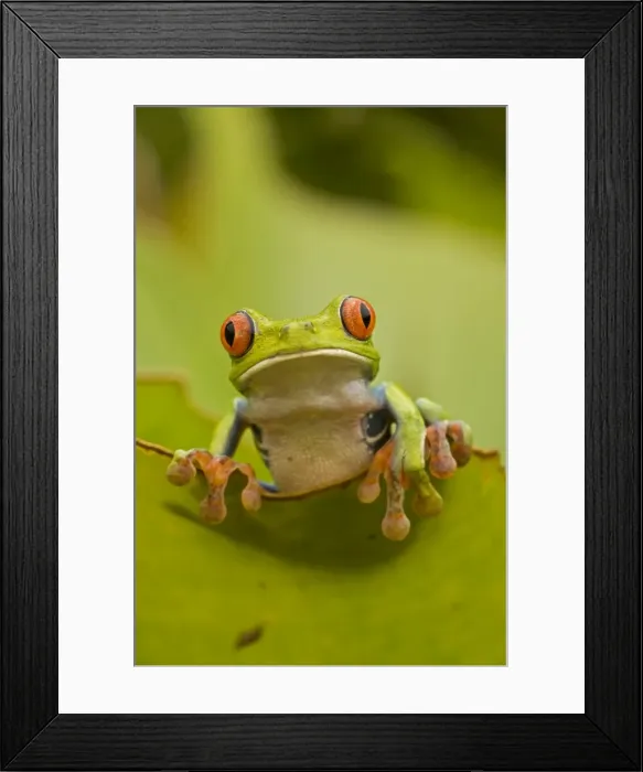 Framed Print : Red-eyed Treefrog - Costa Rica Framed Print : Red-eyed Treefrog - Costa Rica