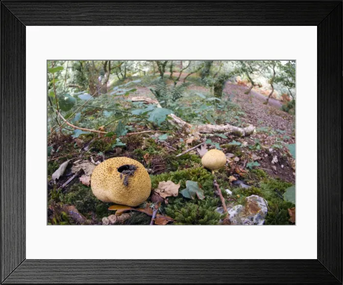 Framed Print : Common Earthball - Godolphin Woods - Cornwall - UK Framed Print : Common Earthball - Godolphin Woods - Cornwall - UK
