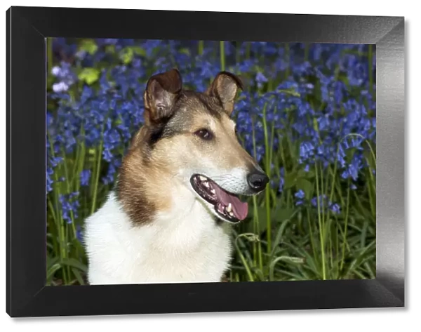 DOG - Smooth collie in bluebells