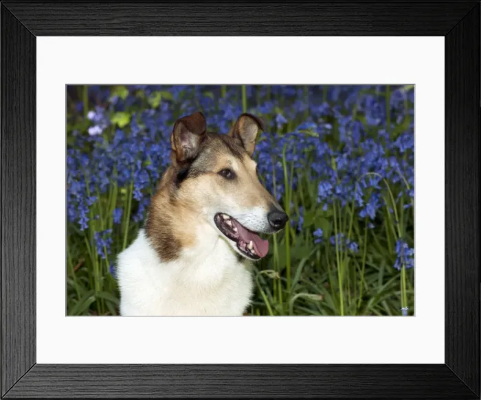 Framed Print : DOG - Smooth collie in bluebells Framed Print : DOG - Smooth collie in bluebells