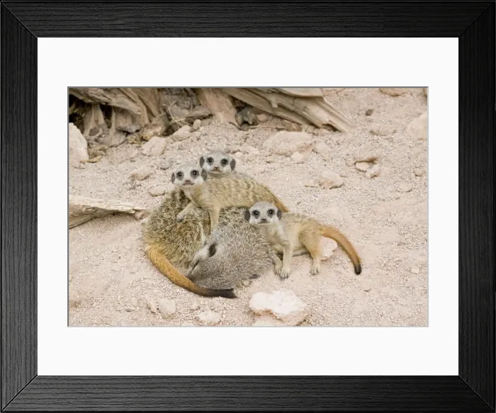 Framed Print : Meerkat / Suricate - sleeping mother & babies Framed Print : Meerkat / Suricate - sleeping mother & babies