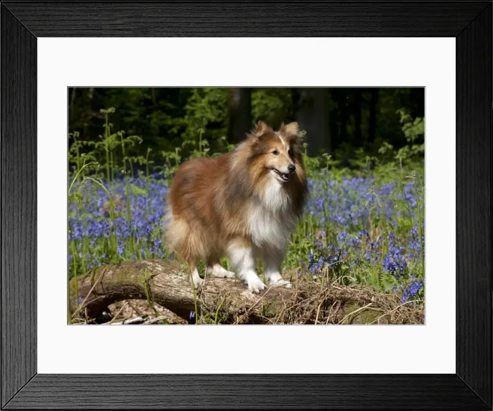 Framed Print : DOG - Shetland sheepdog standing in bluebells Framed Print : DOG - Shetland sheepdog standing in bluebells