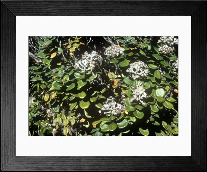 Framed Print : Sandalwood Framed Print : Sandalwood