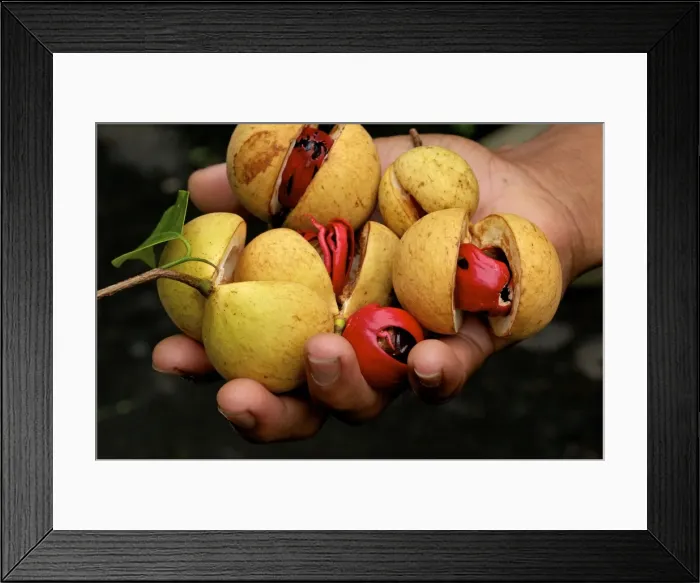 Framed Print : Nutmeg - fruit Nutmeg and Mace in hand after picking Framed Print : Nutmeg - fruit Nutmeg and Mace in hand after picking