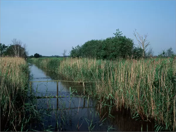 Hickling Broad Nature Reserve - Norfolk - UK LA001983