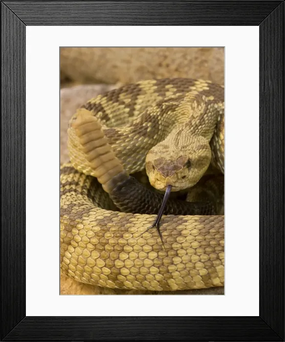 Framed Print : Black-tailed Rattlesnake - smelling / tasting the air with its tongue - Chiricahua Mountains - Arizona - USA - Distribution: Texas - New Mexico and Arizona into central Mexico Framed Print : Black-tailed Rattlesnake - smelling / tasting the air with its tongue - Chiricahua Mountains - Arizona - USA - Distribution: Texas - New Mexico and Arizona into central Mexico