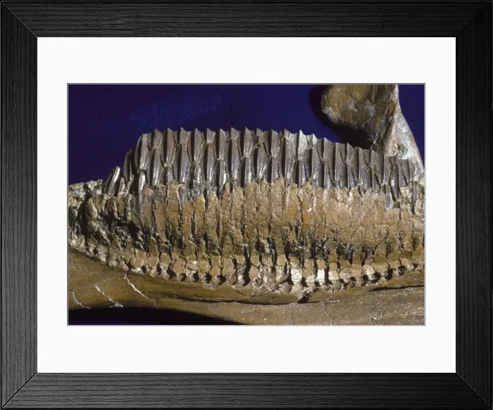 Framed Print : Dinosaurs - Hadrosaurs teeth Cretaceous, Montana, USA, and Alberta, Canada The photograph shows the tooth battery of a Hadrosaur (plant eating dinosaurs) Framed Print : Dinosaurs - Hadrosaurs teeth Cretaceous, Montana, USA, and Alberta, Canada The photograph shows the tooth battery of a Hadrosaur (plant eating dinosaurs)
