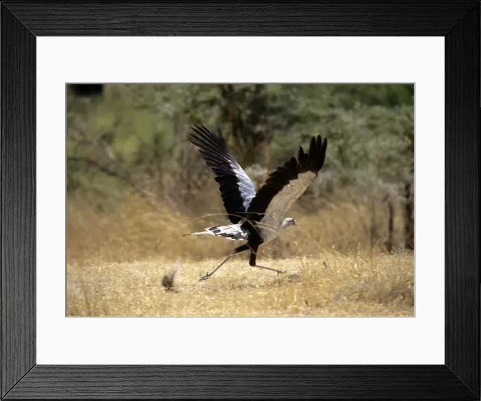 Framed Print : Secretary Bird Framed Print : Secretary Bird