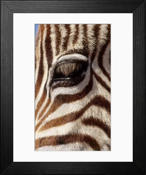 Framed Print : Burchell's / Common / Plains Zebra CRH 395 Close up of young zebra foal eye - Botswana Equus burchelli © Chris Harvey / ardea. com Framed Print : Burchell's / Common / Plains Zebra CRH 395 Close up of young zebra foal eye - Botswana Equus burchelli © Chris Harvey / ardea. com