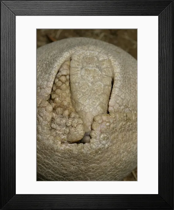 Framed Print : Three-Banded Armadillo FG 12427 Curled up in protective position Range: Argentina, Paraguay, parts of Brazil Tolypeutes matacus © Francois Gohier / ardea. com Framed Print : Three-Banded Armadillo FG 12427 Curled up in protective position Range: Argentina, Paraguay, parts of Brazil Tolypeutes matacus © Francois Gohier / ardea. com