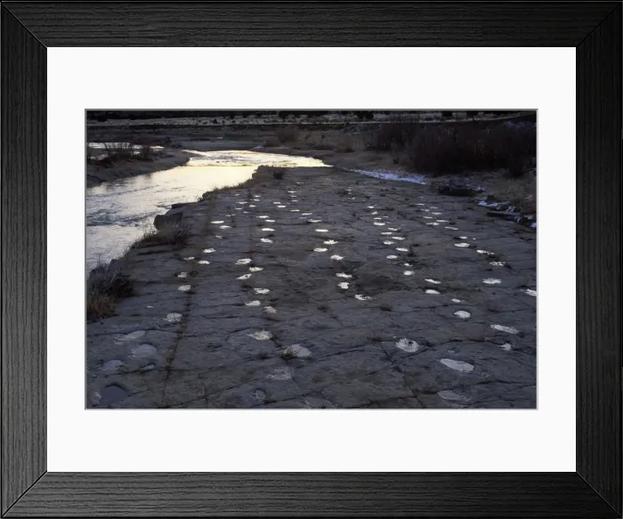 Framed Print : Dinosaur tracks Five parallel trackways of Apatosaurus (Brontosaurs). Morrison Formation, Upper Jurassic. Picketwire (Purgatoire) Canyonlands, Comanche National Forest, Eastern Colorado Framed Print : Dinosaur tracks Five parallel trackways of Apatosaurus (Brontosaurs). Morrison Formation, Upper Jurassic. Picketwire (Purgatoire) Canyonlands, Comanche National Forest, Eastern Colorado