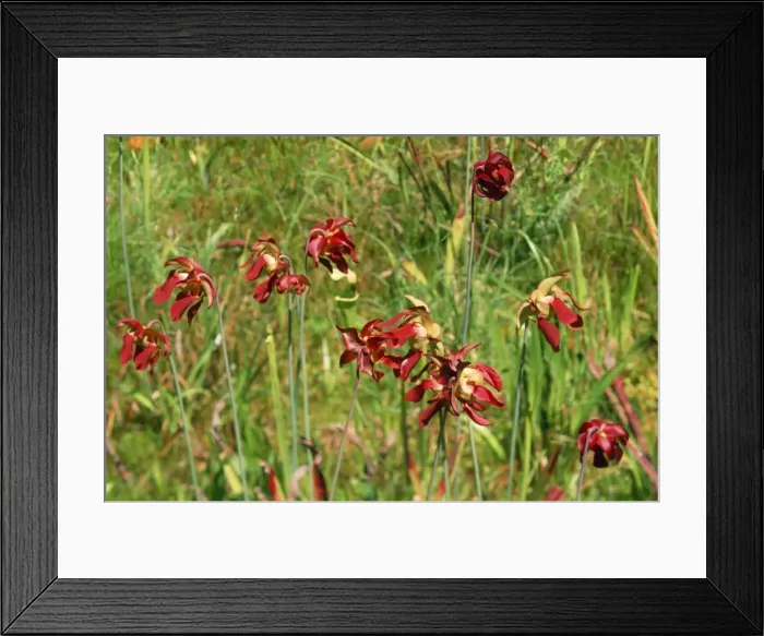 Framed Print : Sweet Pitcher Plant Framed Print : Sweet Pitcher Plant
