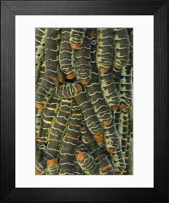 Framed Print : Giant Silk Worm Caterpillars - aggregation of fully grown caterpillars - tropical dry forest - Santa Rosa National Park - group together during the day on trunks - feed on foliage at night - Saturniidae family - Costa Rica Framed Print : Giant Silk Worm Caterpillars - aggregation of fully grown caterpillars - tropical dry forest - Santa Rosa National Park - group together during the day on trunks - feed on foliage at night - Saturniidae family - Costa Rica
