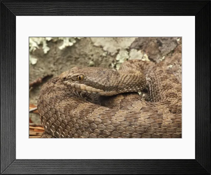Framed Print : Twin-spotted Rattlesnake - Arizona - USA Framed Print : Twin-spotted Rattlesnake - Arizona - USA