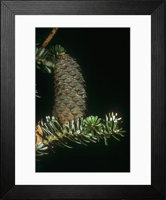Framed Print : Korean Fir - cone beginning to mature Framed Print : Korean Fir - cone beginning to mature