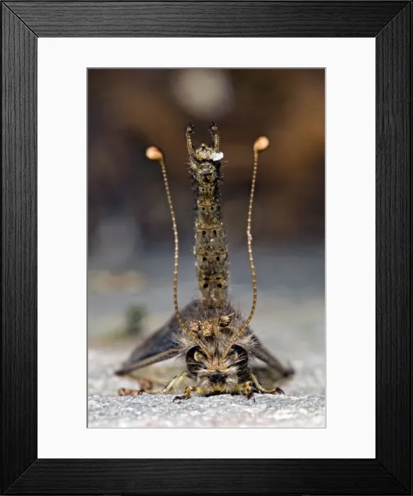 Framed Print : Owl Fly / Long-horned Antlion - resting during day showing characteristic long clubbed antennae - Hawk flying insect prey at dusk - Grahamstown - Eastern Cape - South Africa Framed Print : Owl Fly / Long-horned Antlion - resting during day showing characteristic long clubbed antennae - Hawk flying insect prey at dusk - Grahamstown - Eastern Cape - South Africa