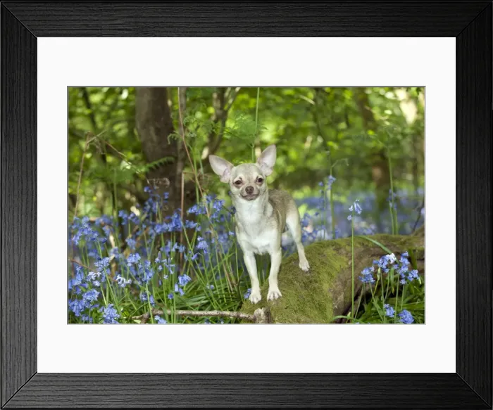 Framed Print : DOG - Chihuahua standing in bluebells Framed Print : DOG - Chihuahua standing in bluebells