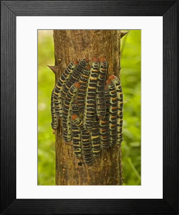 Framed Print : Giant Silk Moth - group on tree trunk - found from Mexico to Bolivia, Ecuador and south-eastern Brazil Framed Print : Giant Silk Moth - group on tree trunk - found from Mexico to Bolivia, Ecuador and south-eastern Brazil