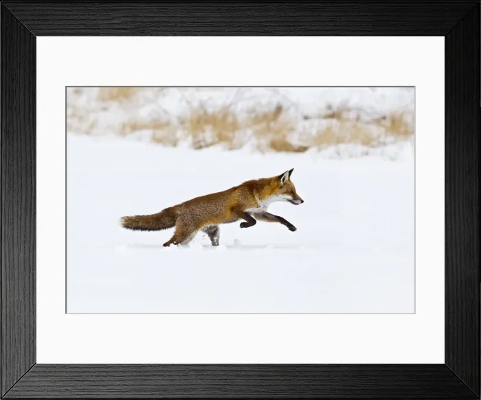 Framed Print : Red Fox - running in snow - controlled conditions 15514 Framed Print : Red Fox - running in snow - controlled conditions 15514