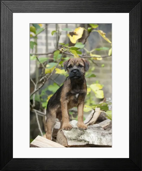 Framed Print : DOG - Border terrier puppy standing on a wood pile (13 weeks old) Framed Print : DOG - Border terrier puppy standing on a wood pile (13 weeks old)