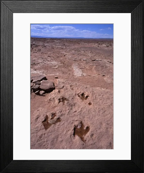 Framed Print : Dinosaurs: footprint of Theropod dinosaurs (meat eater dinosaurs). Footprints in red sandstone of the Kayenta Formation, Lower Jurassic. The footprints have been filled with water