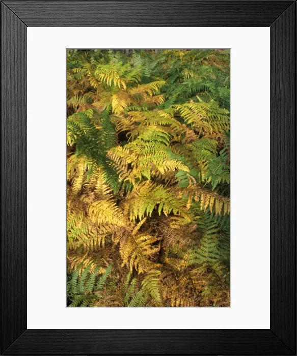 Framed Print : Bracken - Autumn colour Framed Print : Bracken - Autumn colour