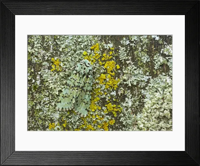 Framed Print : Merveille du Jour Moth - Essex, UK IN000612 Framed Print : Merveille du Jour Moth - Essex, UK IN000612