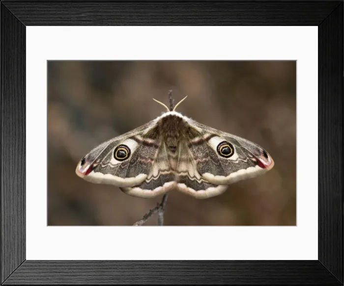 Framed Print : Emperor Moth - female - UK Framed Print : Emperor Moth - female - UK