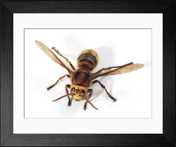 Framed Print : Hornet Queen JD 13444 Vespa crabro © John Daniels / ardea. com Framed Print : Hornet Queen JD 13444 Vespa crabro © John Daniels / ardea. com