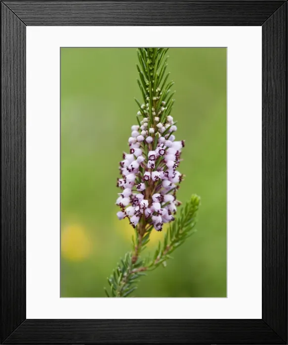 Framed Print : Cornish Heath - Lizard - Cornwall - UK Framed Print : Cornish Heath - Lizard - Cornwall - UK