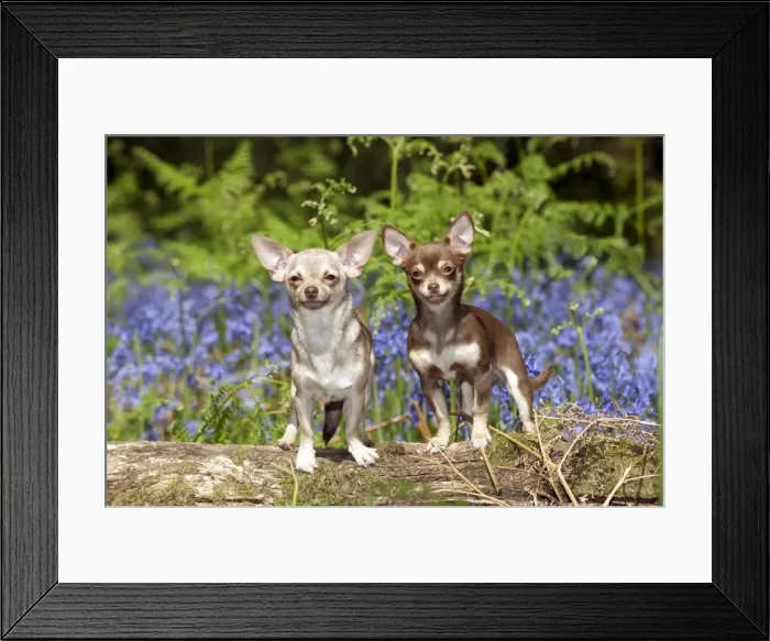 Framed Print : DOG - Chihuahuas standing in bluebells Framed Print : DOG - Chihuahuas standing in bluebells