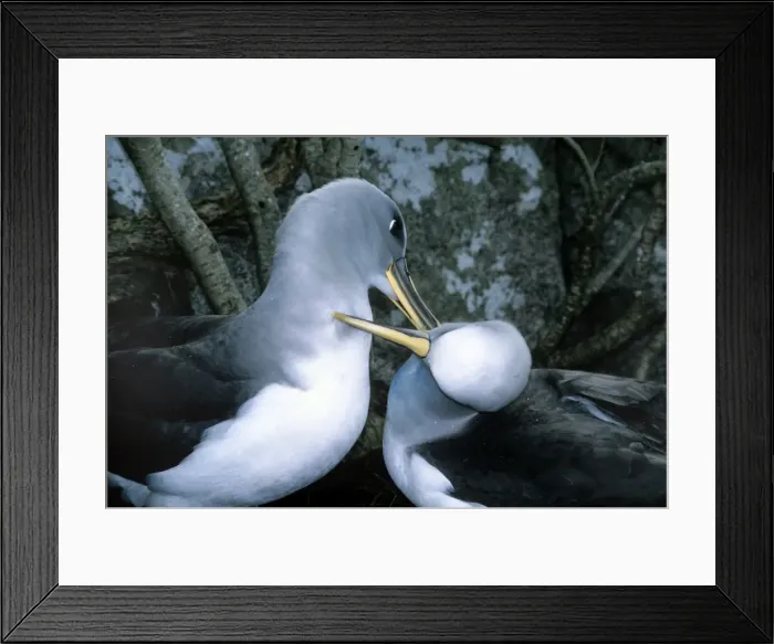 Framed Print : Southern Buller's Albatross - mutual preening to maintain pair bond at incubation changeover Framed Print : Southern Buller's Albatross - mutual preening to maintain pair bond at incubation changeover