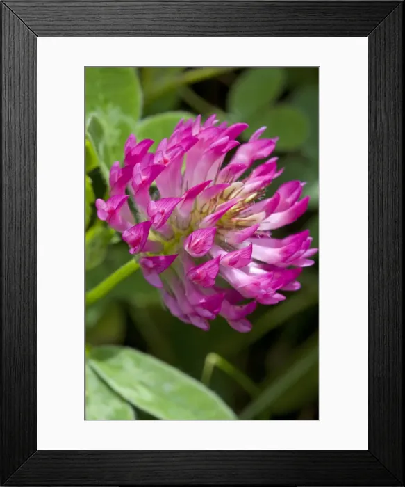 Framed Print : Red Clover - close up of flower growing in a meadow. England, UK