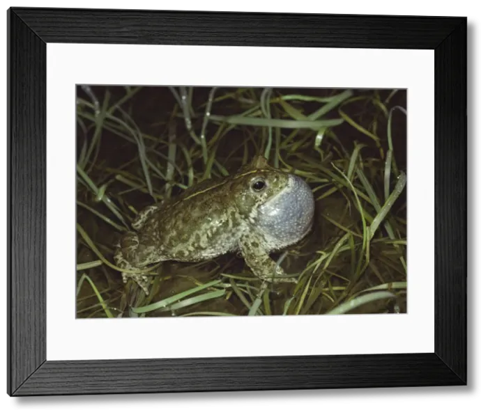 Framed Print : Natterjack Toad - singing Framed Print : Natterjack Toad - singing