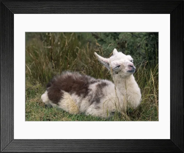 Framed Print : Llama - a 20 hour old baby Framed Print : Llama - a 20 hour old baby