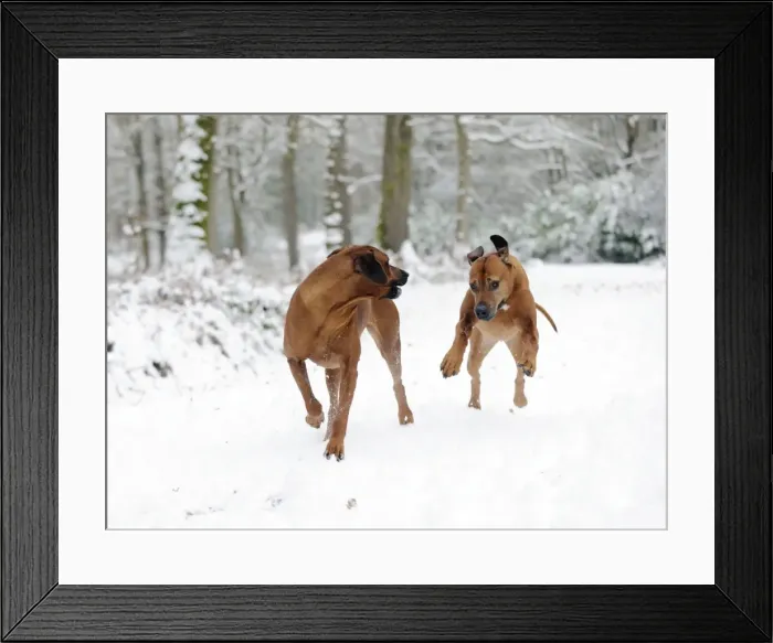 Framed Print : DOG - Rhodesian ridgebacks running through snow Framed Print : DOG - Rhodesian ridgebacks running through snow
