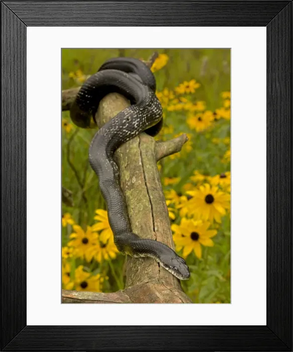 Framed Print : Eastern Rat Snake  /  Black Ratsnake - on log - New York - USA