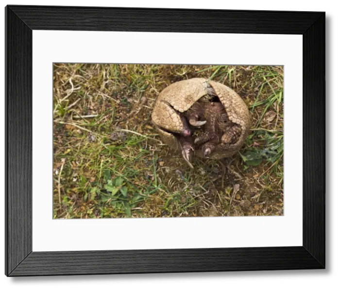 Framed Print : Three Banded Armadillo - opening - sequence 3 of 3 - controlled conditions 12983 Framed Print : Three Banded Armadillo - opening - sequence 3 of 3 - controlled conditions 12983