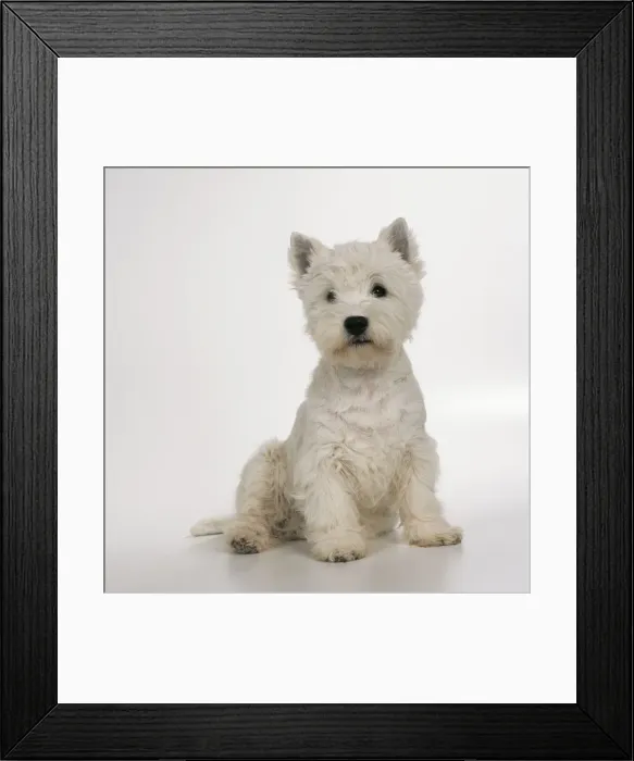 Framed Print : West Highland Terrier Dog JD 16567 © John Daniels / ardea. com Framed Print : West Highland Terrier Dog JD 16567 © John Daniels / ardea. com
