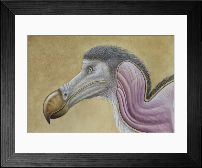 Framed Print : Dodo - muscle study Framed Print : Dodo - muscle study