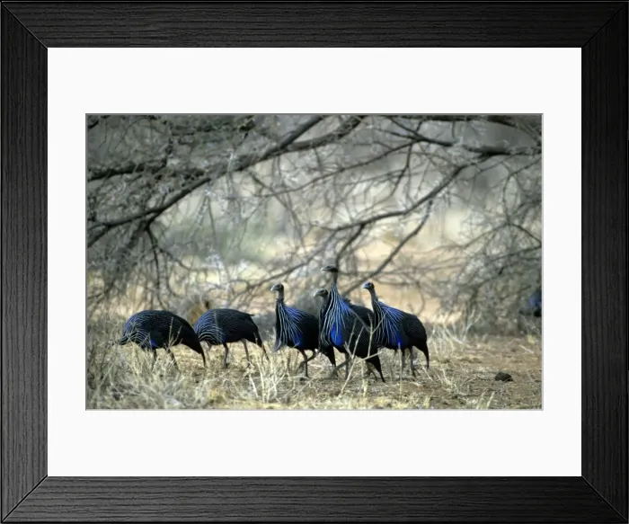 Framed Print : Vulturine Guineafowl Framed Print : Vulturine Guineafowl