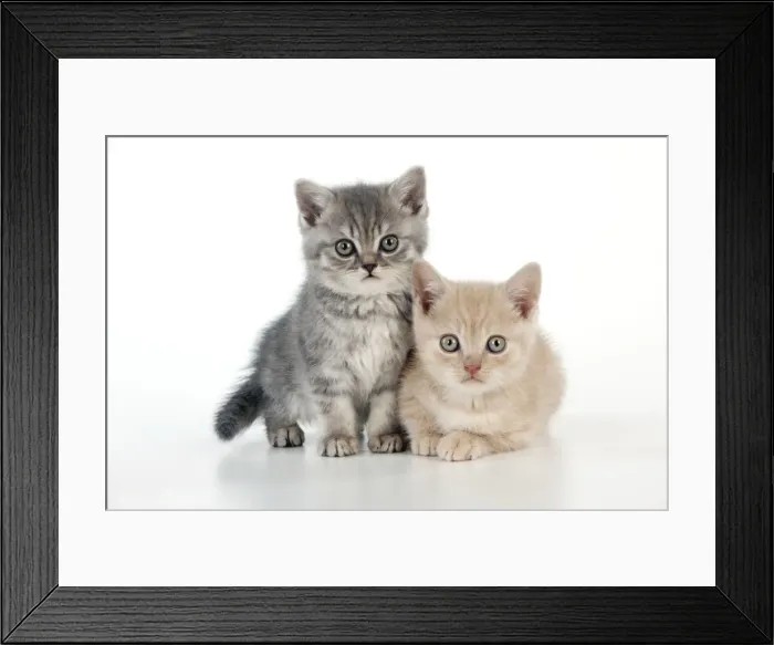 Framed Print : CAT - 7 week old british shorthair kittens Framed Print : CAT - 7 week old british shorthair kittens