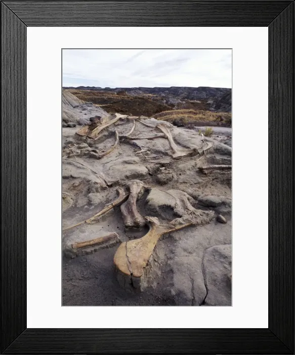 Framed Print : Dinosaur excavation - Hadrosaurs Hadrosaur bones in situ after excavation. Dinosaur Park Lormation, LateCretaceous Dinosaur Provincial Park, Alberta, Canada Framed Print : Dinosaur excavation - Hadrosaurs Hadrosaur bones in situ after excavation. Dinosaur Park Lormation, LateCretaceous Dinosaur Provincial Park, Alberta, Canada