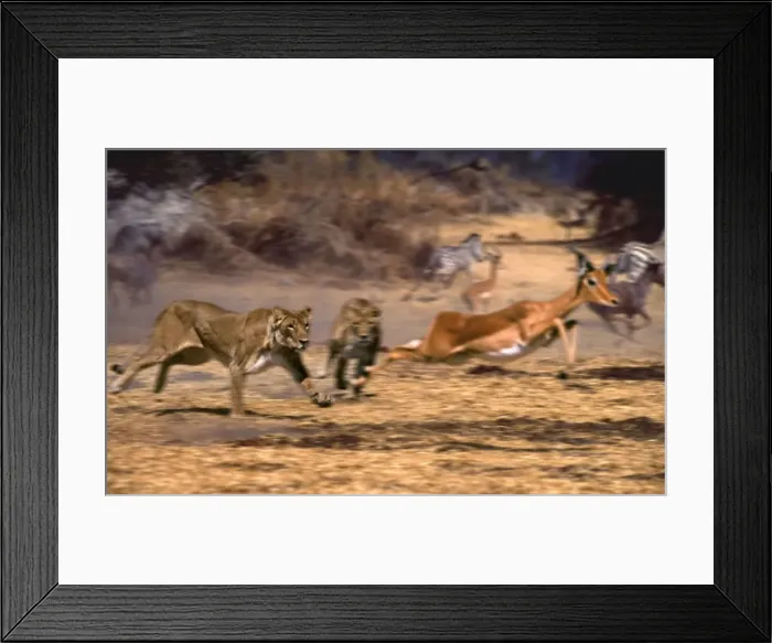 Framed Print : Impala chased by Lions CRH 923 M Moremi, Botswana Panthera leo & Aepyceros melampus © Chris Harvey / ardea. com Framed Print : Impala chased by Lions CRH 923 M Moremi, Botswana Panthera leo & Aepyceros melampus © Chris Harvey / ardea. com