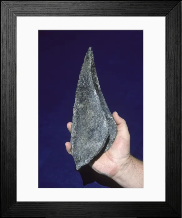 Framed Print : Dinosaurs - Ankylosaurs - Armored dinosaurs, an ankylosaur from the Morrison Formation (Jurassic) of Colorado. - Cervical dermal spine (shoulder spine) BX 146 Framed Print : Dinosaurs - Ankylosaurs - Armored dinosaurs, an ankylosaur from the Morrison Formation (Jurassic) of Colorado. - Cervical dermal spine (shoulder spine) BX 146