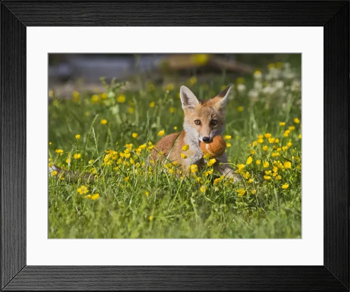 Framed Print : Red Fox - cub with ball in garden - controlled conditions 14899 Framed Print : Red Fox - cub with ball in garden - controlled conditions 14899