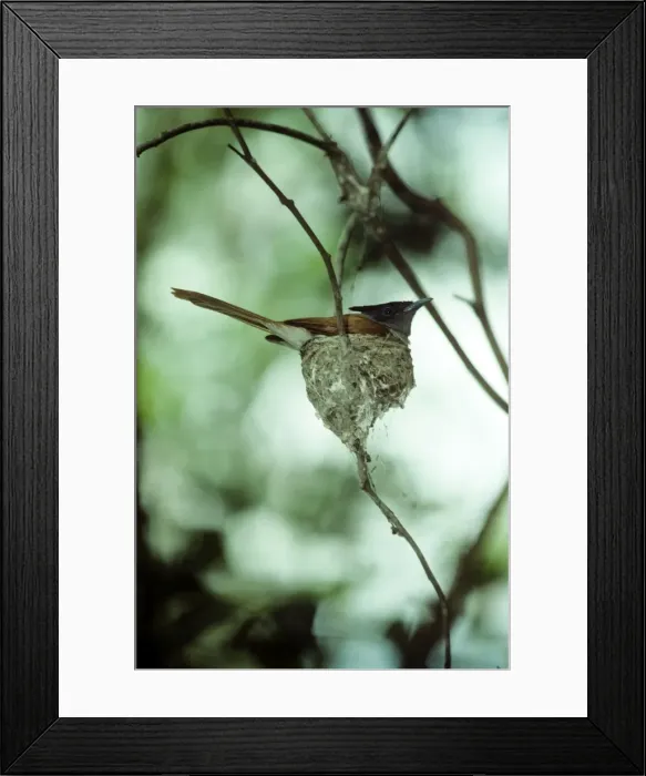 Framed Print : Asian Paradise Flycatcher Framed Print : Asian Paradise Flycatcher