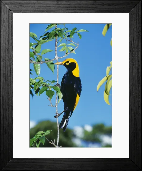 Framed Print : Regent Bowerbird HB 3770 Male, an avenue builder found in Northern New South Wales & Southern Queensland. Sericulus chrysocephalus © Hans & Judy Beste  /  ardea. com