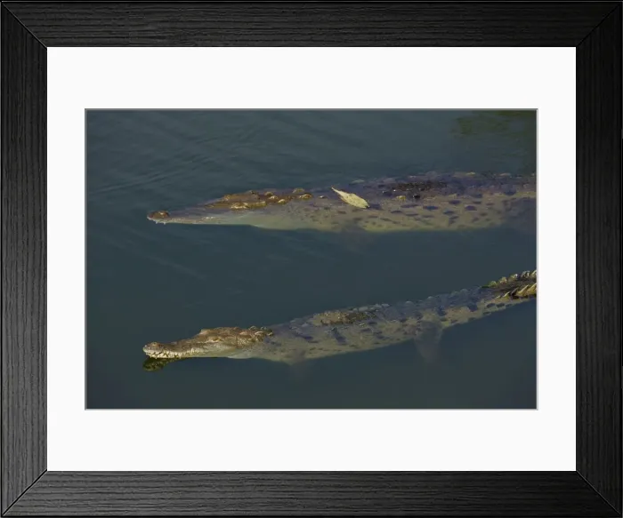 Framed Print : American Crocodile - Tropical rainforest - Costa Rica Framed Print : American Crocodile - Tropical rainforest - Costa Rica